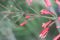 Russelia equisetiformis